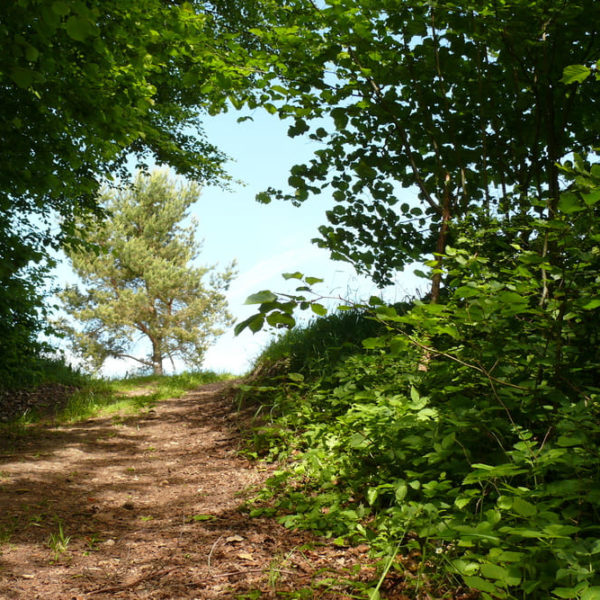 Walk-and-Talk