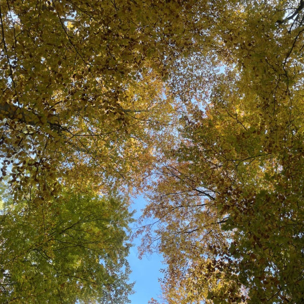 Walk-and-Talk